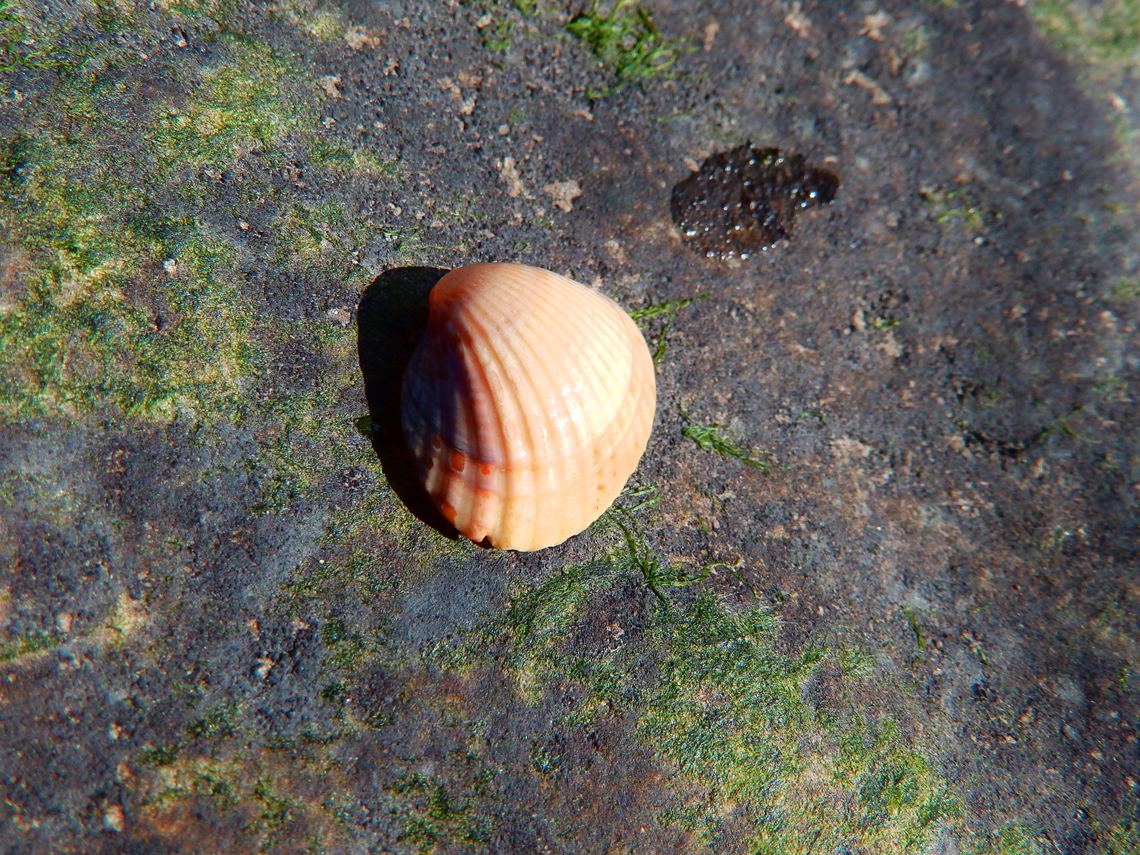 Common cockle - Cerastoderma_edule Ambleteuse beach. Cerastoderma edule,Common cockle,France,Geotagged,Summer