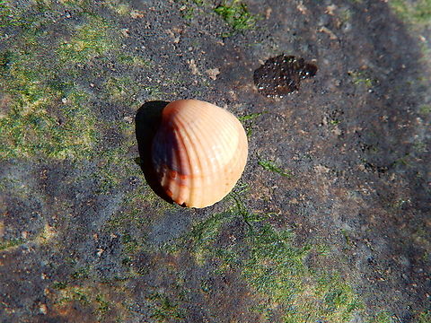 Common cockle - Cerastoderma_edule Ambleteuse beach. Cerastoderma edule,Common cockle,France,Geotagged,Summer