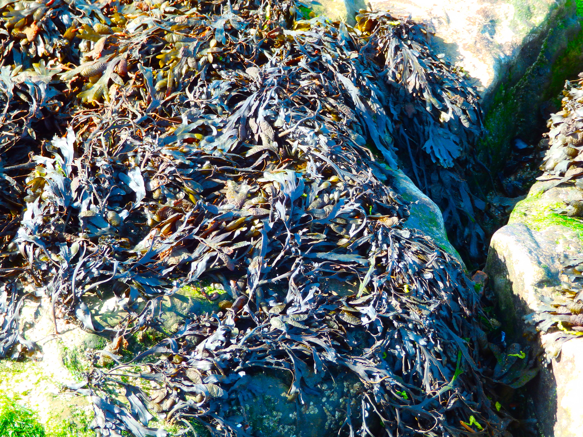 Spiral wrack - Fucus spiralis Ambleteuse beach.  France,Fucus spiralis,Geotagged,Spiral wrack,Summer