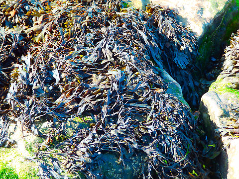Spiral wrack - Fucus spiralis Ambleteuse beach.  France,Fucus spiralis,Geotagged,Spiral wrack,Summer