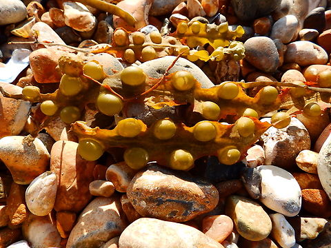 Bladder wrack - Fucus vesiculosus Ambleteuse beach.  Bladder wrack,France,Fucus vesiculosus,Geotagged,Summer