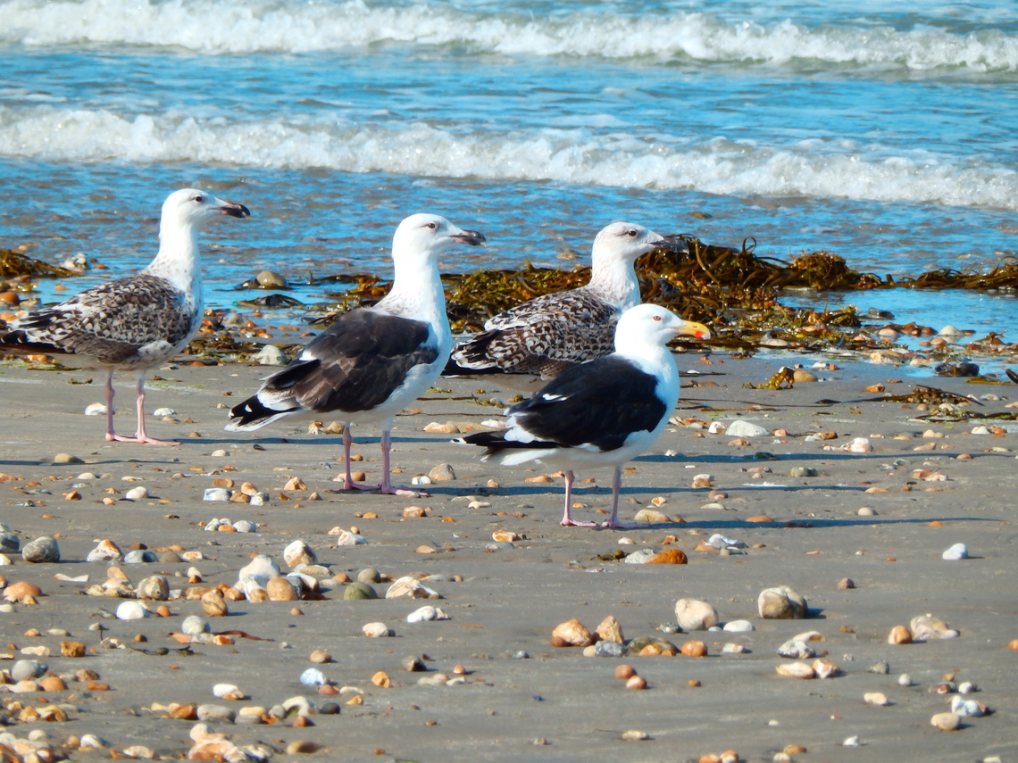Great black-backed gull - Larus marinus Ambleteuse beach.  France,Geotagged,Great black-backed gull,Larus marinus,Summer