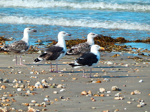 Great black-backed gull - Larus marinus Ambleteuse beach.  France,Geotagged,Great black-backed gull,Larus marinus,Summer