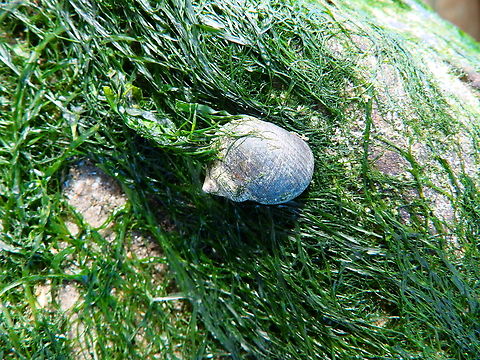 Common periwinkle - Littorina littorea Ambleteuse beach.  Common periwinkle,France,Geotagged,Littorina littorea,Summer