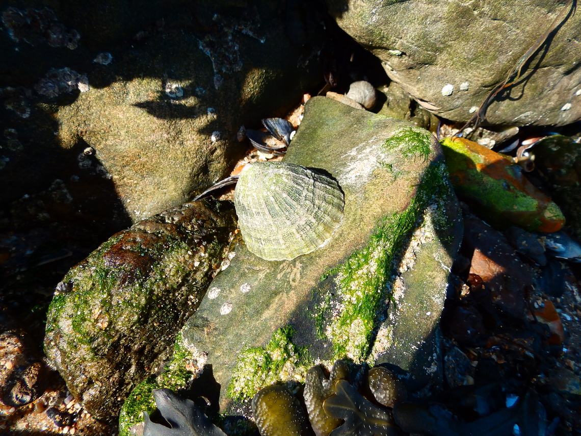 Common European limpet, - Patella vulgata Ambleteuse beach.  Common European limpet,France,Geotagged,Patella vulgata,Summer