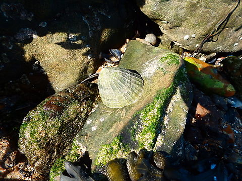 Common European limpet, - Patella vulgata Ambleteuse beach.  Common European limpet,France,Geotagged,Patella vulgata,Summer