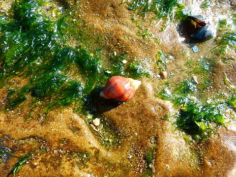 Atlantic dogwinkle - Nucella lapillus Ambleteuse beach.  Dog whelk,France,Geotagged,Nucella lapillus,Summer
