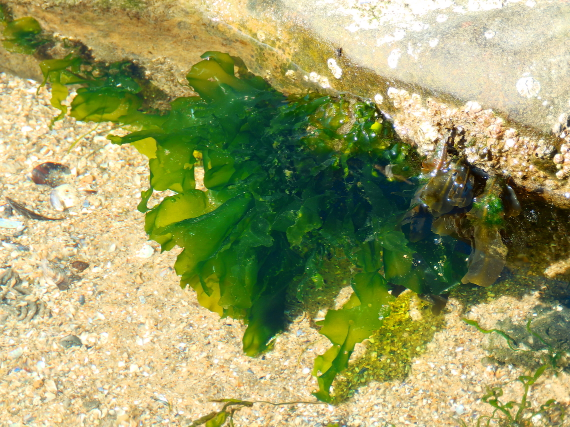 Green Laver - Ulva lactuca Ambleteuse beach.  France,Geotagged,Green Laver,Summer,Ulva lactuca