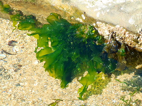 Green Laver - Ulva lactuca Ambleteuse beach.  France,Geotagged,Green Laver,Summer,Ulva lactuca
