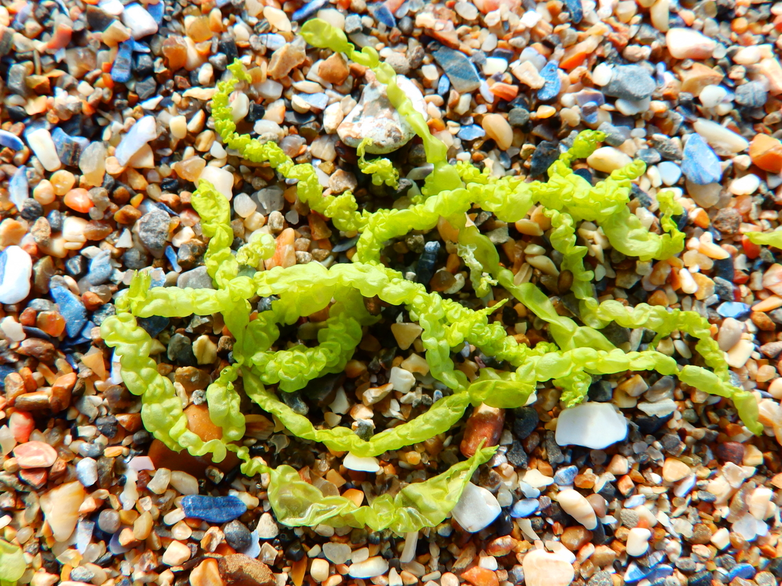 Ulva intestinalis Ambleteuse beach.  France,Geotagged,Grass kelp,Summer,Ulva intestinalis
