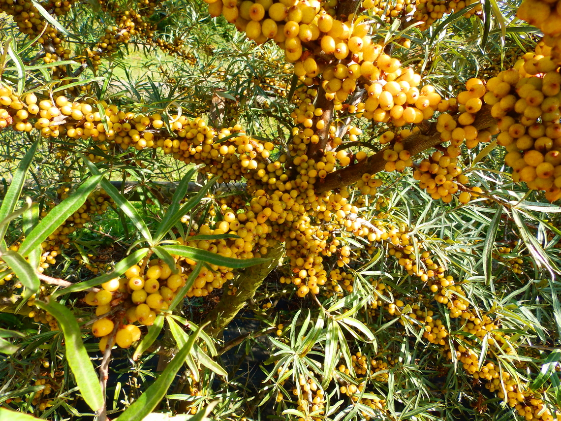 Hippophae rhamnoides Battery Todt museum. Common sea buckthorn,France,Geotagged,Hippophae rhamnoides,Summer