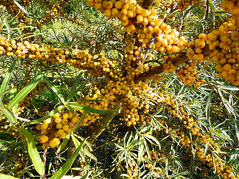 Hippophae rhamnoides Battery Todt museum. Common sea buckthorn,France,Geotagged,Hippophae rhamnoides,Summer