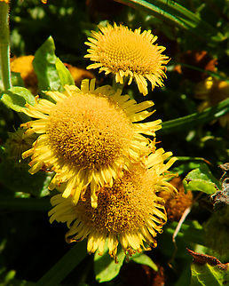 Common Fleabane - Pulicaria dysenterica Cap Blanc Nez. Common Fleabane,France,Geotagged,Pulicaria dysenterica,Summer