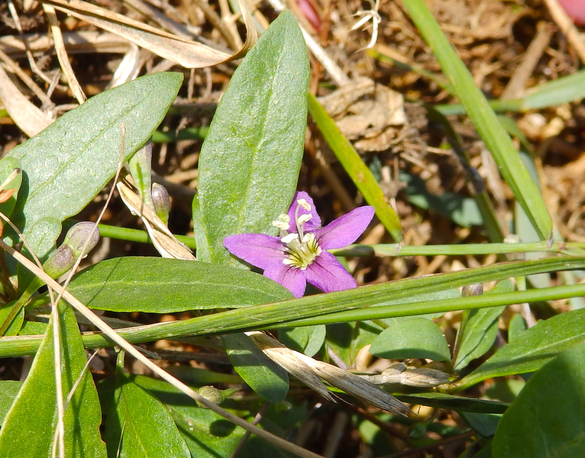 Chinese wolfberry - Lycium barbarum Cap Blanc Nez. France,Geotagged,Lycium barbarum,Summer