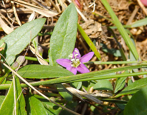 Chinese wolfberry - Lycium barbarum Cap Blanc Nez. France,Geotagged,Lycium barbarum,Summer