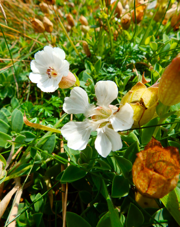 Sea Campion - Silene uniflora Cap Blanc Nez. France,Geotagged,Sea Campion,Silene uniflora,Summer
