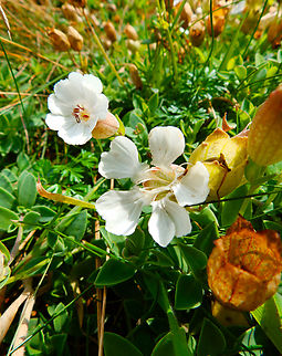 Sea Campion - Silene uniflora Cap Blanc Nez. France,Geotagged,Sea Campion,Silene uniflora,Summer