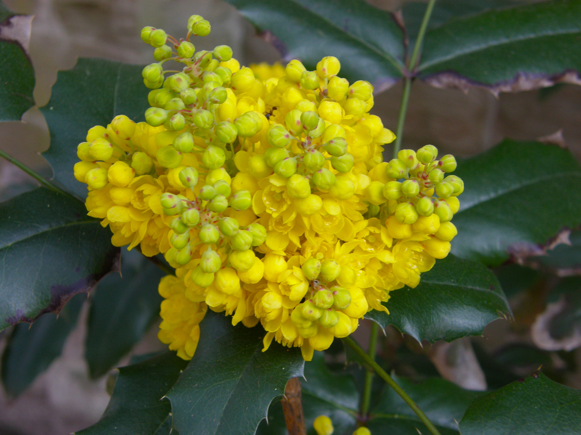 Oregon Grape - Mahonia/Berberis aquifolium Cultivated.<br />
Kasteelpark Arenberg, Heverlee. Belgium,Geotagged,Mahonia aquifolium,Spring