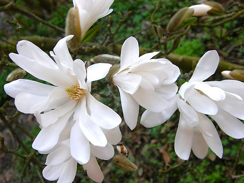 Magnolia stellata KU Leuven botanical garden, Heverlee. Belgium,Geotagged,Magnolia stellata,Spring,Star magnolia