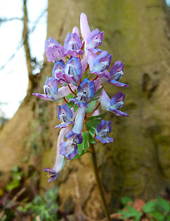 Fumewort - Corydalis solida Berkenhof,Bierbeek. Belgium,Corydalis solida,Fumewort,Geotagged,Spring