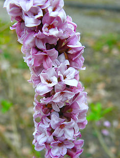 Spurge laurel - Daphne mezereum KU Leuven botanical garden, Heverlee.  Belgium,Daphne mezereum,Geotagged,Spring