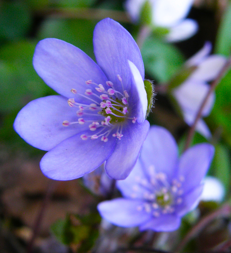 Liverleaf - Hepatica nobilis KU Leuven botanical garden, Heverlee.    Belgium,Geotagged,Hepatica nobilis,Liverleaf,Spring