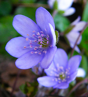 Liverleaf - Hepatica nobilis KU Leuven botanical garden, Heverlee.    Belgium,Geotagged,Hepatica nobilis,Liverleaf,Spring