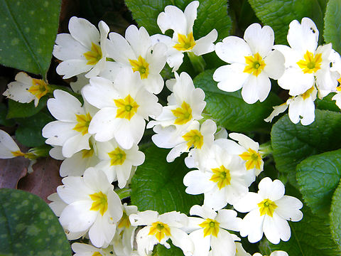 Oxlip - Primula elatior KU Leuven botanical garden, Heverlee.  Belgium,Geotagged,Oxlip,Primula elatior,Spring