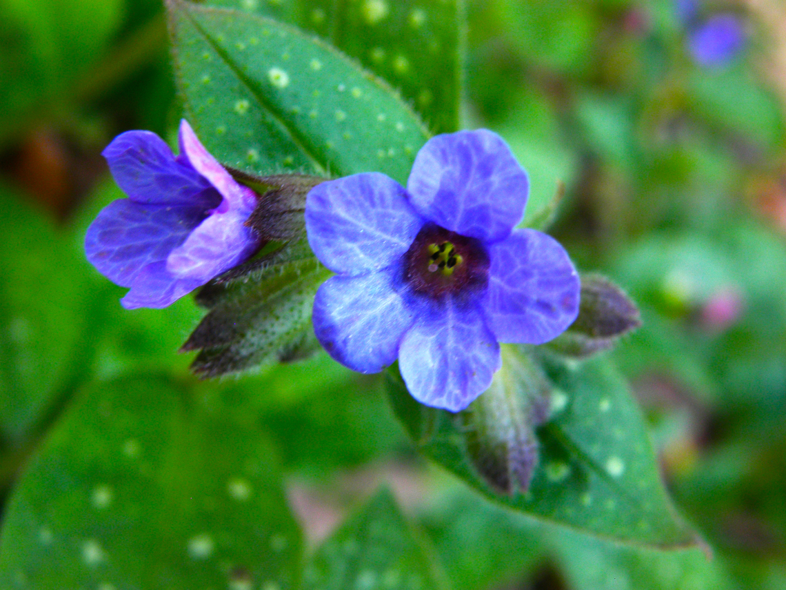 Common lungwort - Pulmonaria officinalis KU Leuven botanical garden, Heverlee.  Belgium,Common lungwort,Geotagged,Pulmonaria officinalis,Spring
