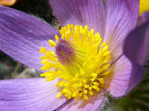 Pasque flower - Pulsatilla vulgaris KU Leuven botanical garden, Heverlee.  Belgium,Geotagged,Pasque flower,Pulsatilla vulgaris,Spring
