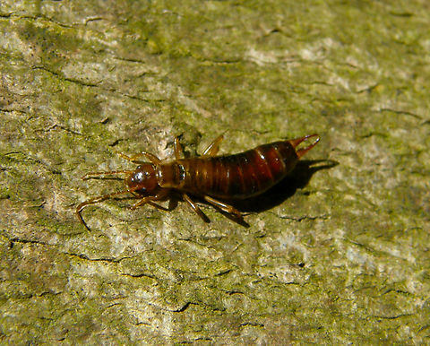 Earwig - Chelidurella guentheri Hallerbos.      Belgium,Chelidurella guentheri,Geotagged,Spring