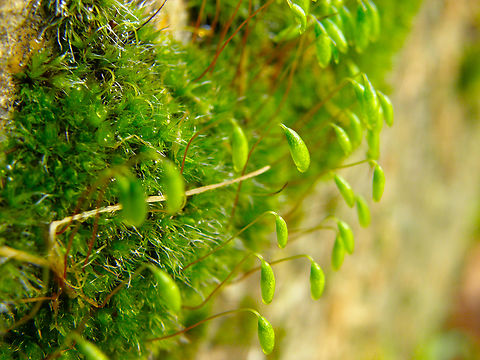 Bryum capillare Kasteelpark Arenberg, Heverlee. Belgium,Bryum capillare,Geotagged,Winter