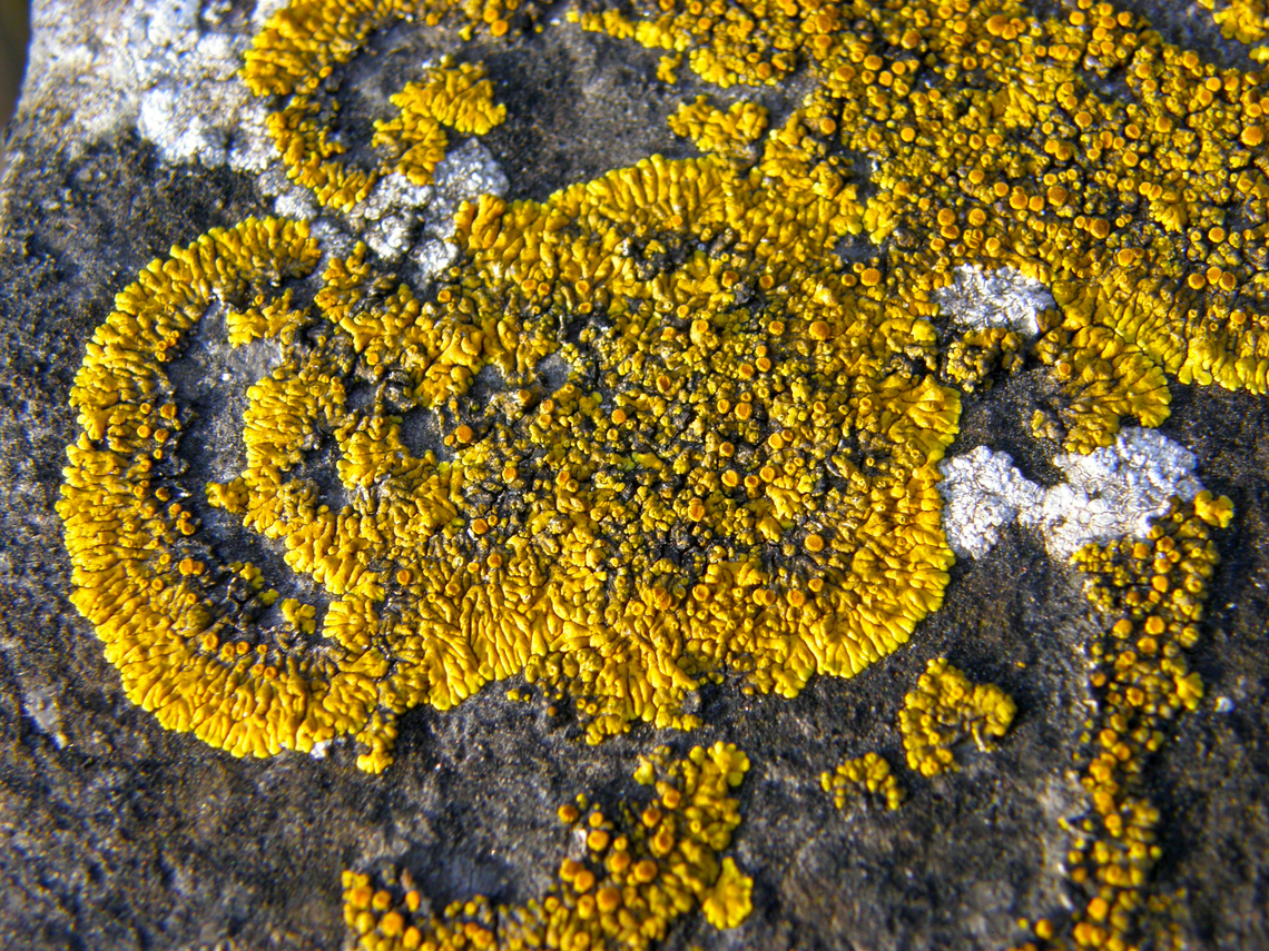 Calogaya_decipiens Kasteelpark Arenberg, Heverlee.<br />
<a href="https://observations.be/species/18477/photos/" rel="nofollow">https://observations.be/species/18477/photos/</a>? Belgium,Calogaya decipiens,Dusty lemon crust,Geotagged,Winter