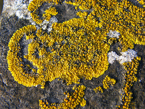 Calogaya_decipiens Kasteelpark Arenberg, Heverlee.
https://observations.be/species/18477/photos/? Belgium,Calogaya decipiens,Dusty lemon crust,Geotagged,Winter