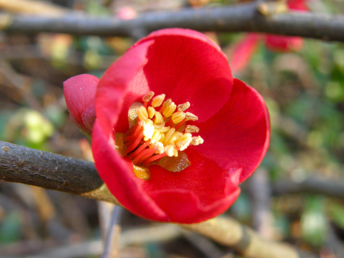 Flowering quince - Chaenomeles speciosa Cultivated.<br />
Kasteelpark Arenberg, Heverlee. Belgium,Chaenomeles speciosa,Geotagged,Winter