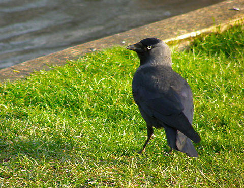 Western Jackdaw - Coloeus monedula Kasteelpark Arenberg, Heverlee.  Belgium,Coloeus monedula,Geotagged,Western Jackdaw,Winter