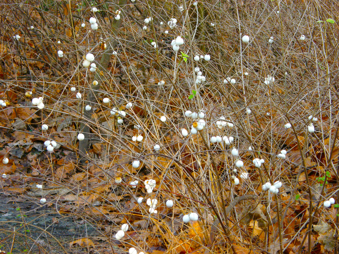 Common snowberry - Symphoricarpos albus Kasteelpark Arenberg, Heverlee. Belgium,Common snowberry,Geotagged,Symphoricarpos albus,Winter