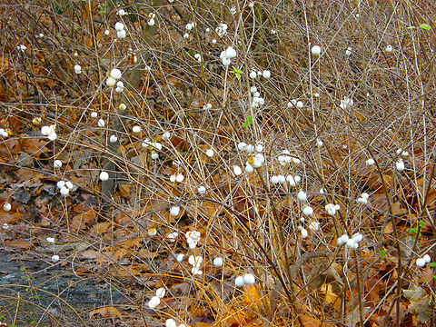 Common snowberry - Symphoricarpos albus Kasteelpark Arenberg, Heverlee. Belgium,Common snowberry,Geotagged,Symphoricarpos albus,Winter