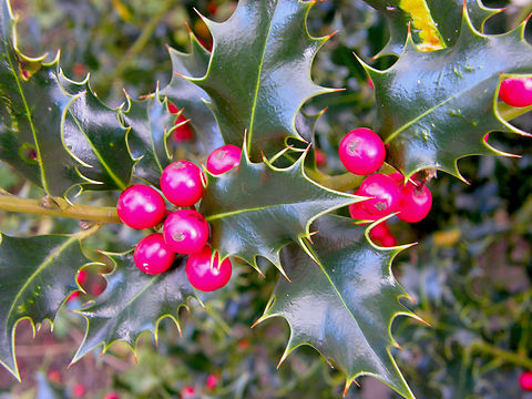 Holly - Ilex aquifolium Meerdaalbos. Belgium,Geotagged,Holly,Ilex aquifolium,Winter