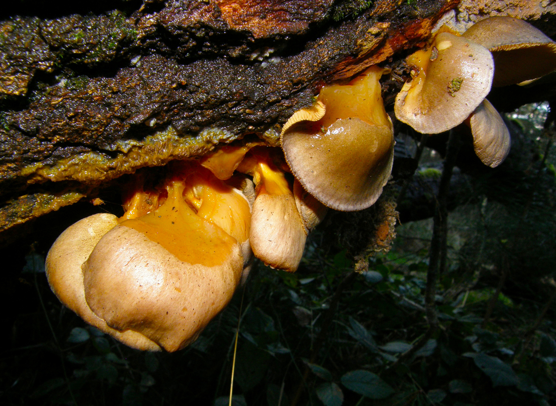 Late oyster - Sarcomyxa serotina Meerdaalbos. Belgium,Geotagged,Late oyster,Sarcomyxa serotina,Winter