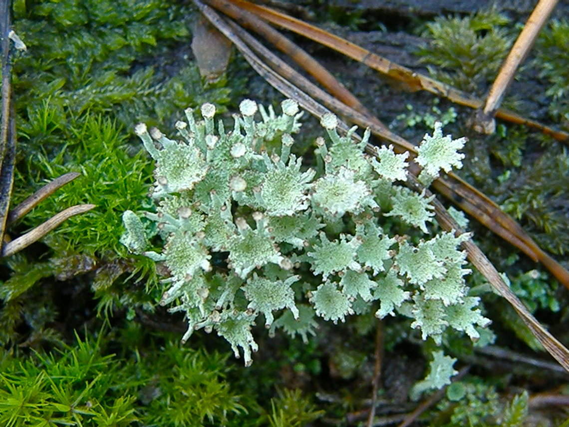 Branched pixie-cup lichen - Cladonia ramulosa Meerdaalbos.<br />
Other evidence in Belgium:<br />
<a href="http://www.lichenology.info/cgi-bin/baseportal.pl?htx=atlas_frm&amp;newId=649" rel="nofollow">http://www.lichenology.info/cgi-bin/baseportal.pl?htx=atlas_frm&amp;newId=649</a> Belgium,Branched pixie-cup lichen,Cladonia ramulosa,Geotagged,Winter