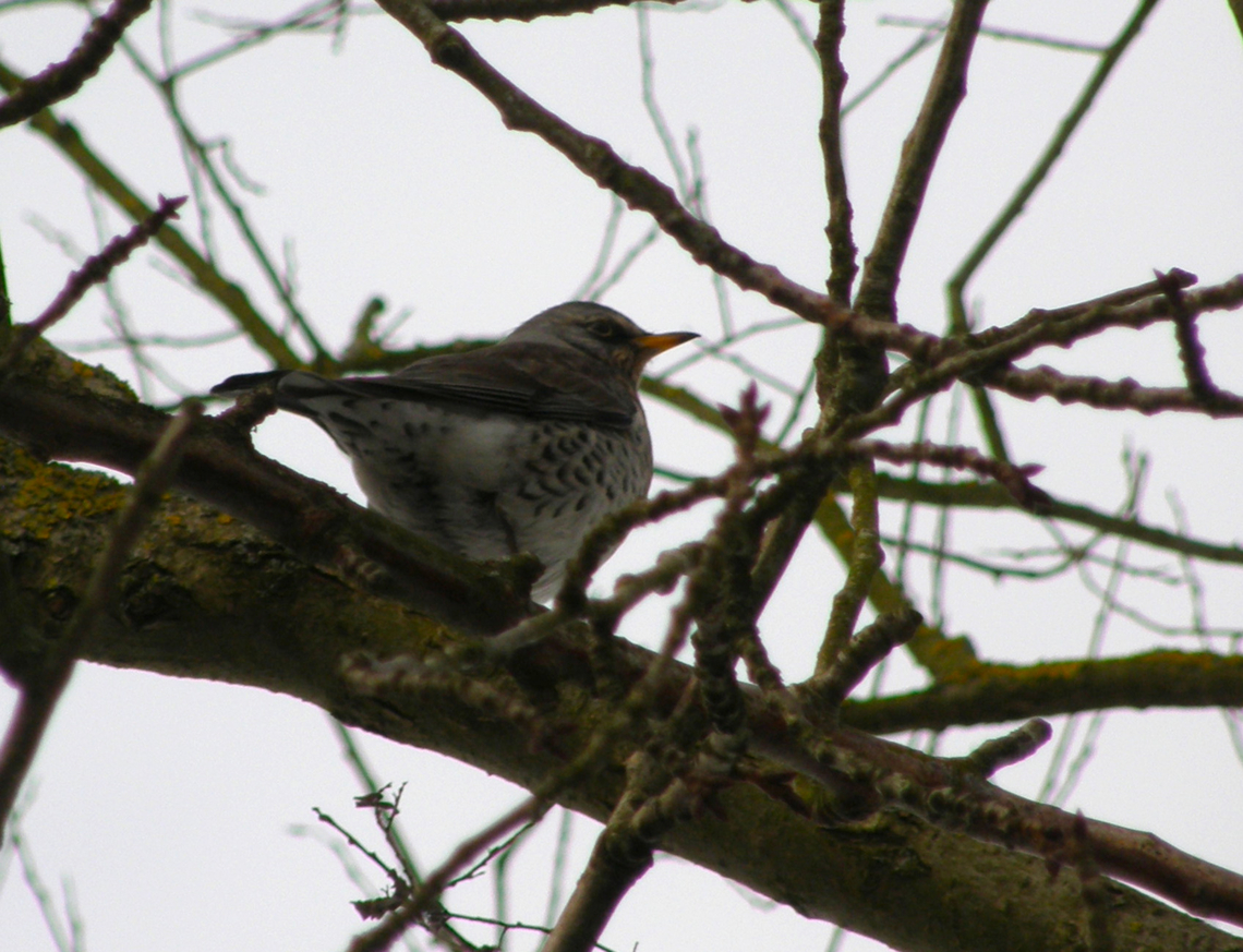 Fieldfare - Turdus pilaris Doode Bemde. Belgium,Fieldfare,Geotagged,Turdus pilaris,Winter