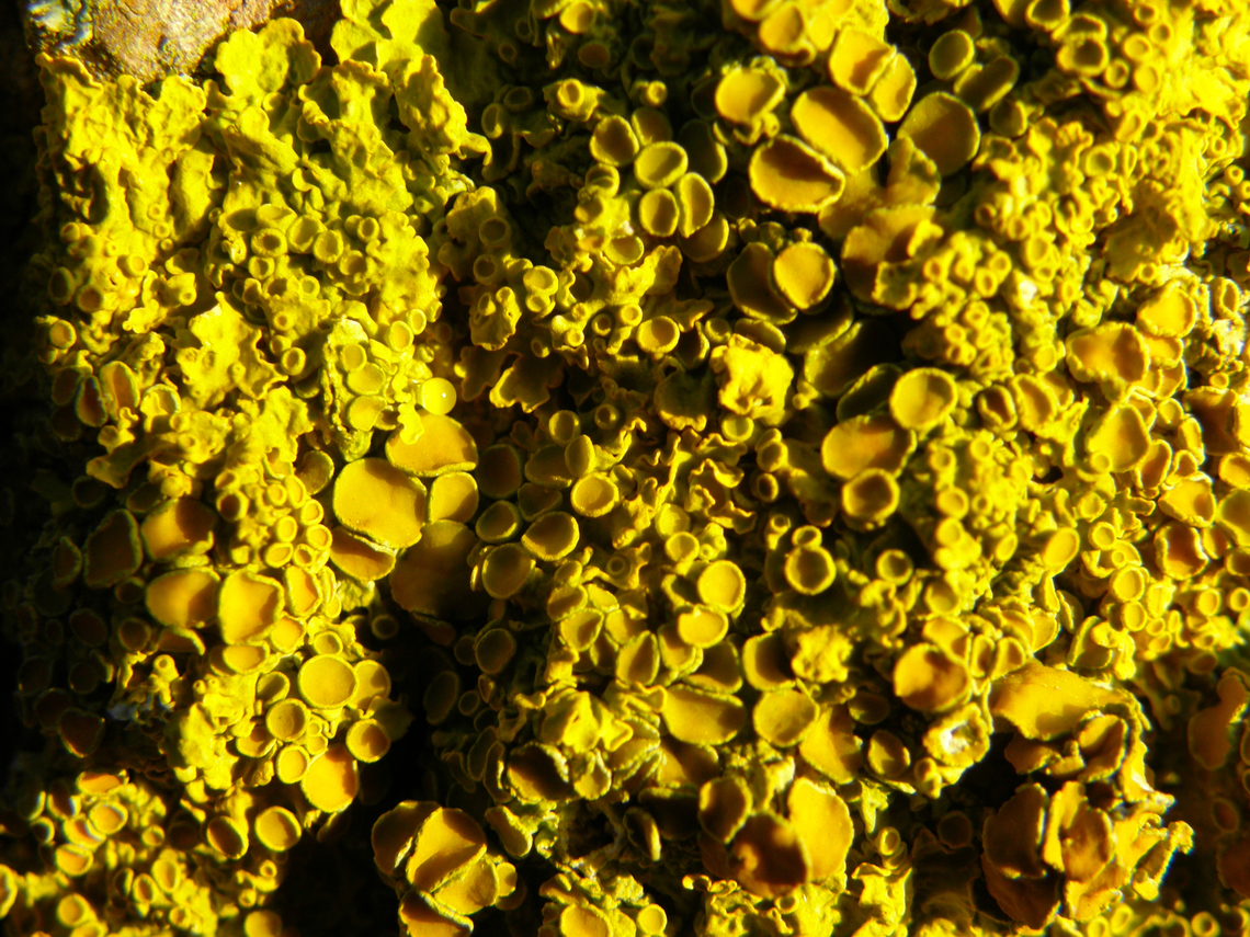 Common orange lichen - Xanthoria parietina Het Zwin. Belgium,Common orange lichen,Geotagged,Winter,Xanthoria parietina