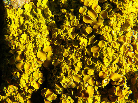 Common orange lichen - Xanthoria parietina Het Zwin. Belgium,Common orange lichen,Geotagged,Winter,Xanthoria parietina