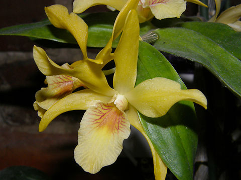 Dendrobium conanthum Cultivated. Belgium,Cone-Flower Dendrobium,Dendrobium conanthum,Geotagged,Winter