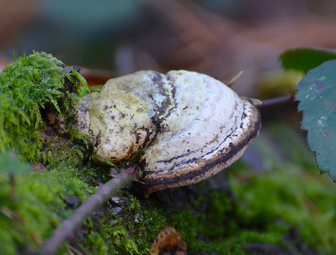 Fomes fomentarius Meerdaalbos. Belgium,Fomes fomentarius,Geotagged,Winter