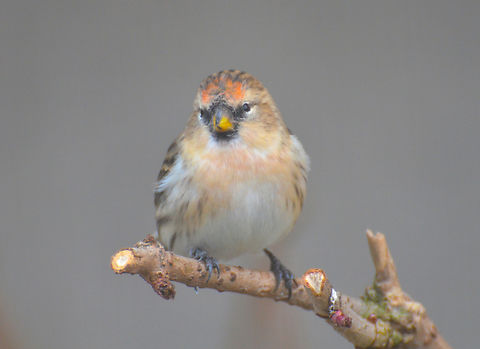 Lesser redpoll - Acanthis cabaret Het Zwin, former birds zoo. Acanthis cabaret,Belgium,Geotagged,Lesser redpoll,Winter