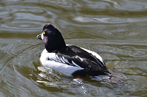 Common goldeneye - Bucephala clangula ♂ Het Zwin, former birds zoo.  Belgium,Bucephala clangula,Common goldeneye,Geotagged,Winter