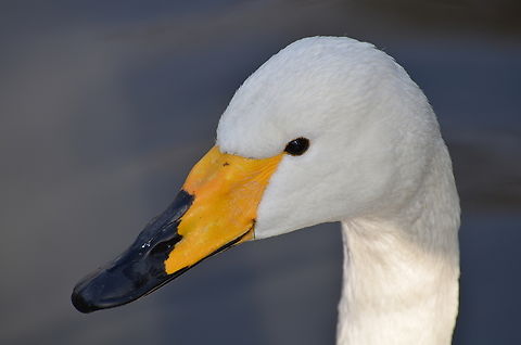 Whooper swan - Cygnus cygnus Het Zwin, former birds zoo.  Belgium,Cygnus cygnus,Geotagged,Whooper swan,Winter