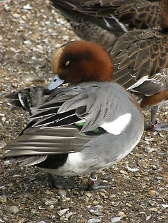 Eurasian wigeon - Mareca penelope ♂ Het Zwin, former birds zoo.  Belgium,Eurasian wigeon,Geotagged,Mareca penelope,Winter